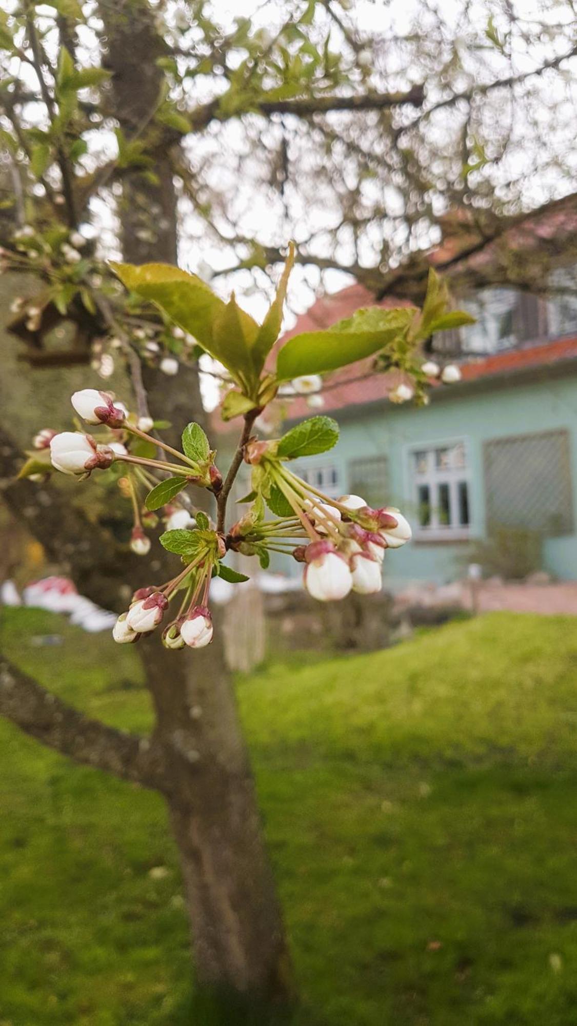 Ferienhaus Salvia Gremersdorf-Buchholz Exterior foto